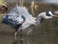 Great blue heron shaking itself
