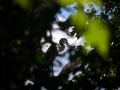 Great Blue Heron through the trees