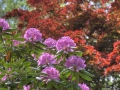 Lilacs, Japanese Maple