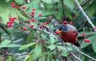 American Robin eating fruit of a Winter King hawthorn in the formal garden. Photo Credit: David Lucal