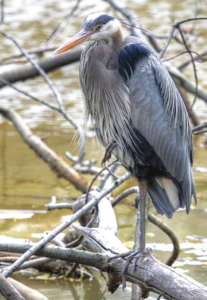 First G. B. Heron at the Pond in 2010 Photo Credit: Bruce Wolf