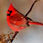 Northern Cardinal  Photo Credit: Shawn Carey