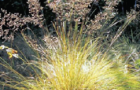 Sporobolus heterolepsis, Prarie dropseed