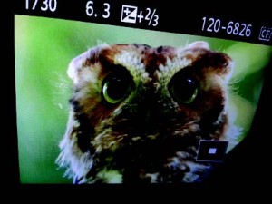 A Boston police officer spotted this Eastern Screech-owl at Hall’s Pond in November.