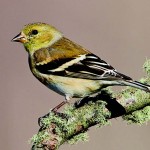 American Goldfinch Photos © Shawn P. Carey (Migration Productions)