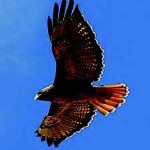 Red tailed Hawk