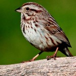 Song Sparrow Photos © Shawn P. Carey (Migration Productions)