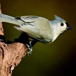 Tufted Titmouse Photo © Shawn P. Carey (Migration Productions)
