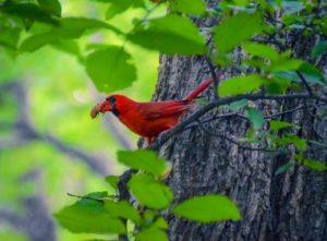 “Cardinal with Catch of the Day” from Sightings, August 16, 2017. (Photo Courtesy of Nate Dow)