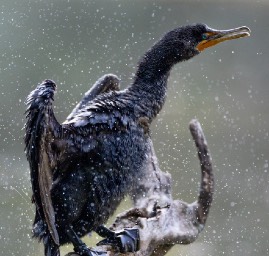Double-crested Cormorant drying off, September 2020.