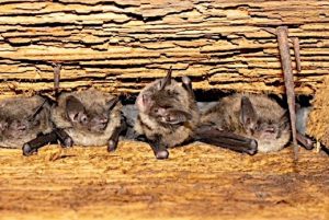 Little Brown Bats at home — although one not at Hall’s Pond.