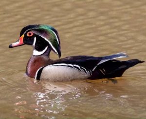 We were thrilled to see the arrival of a male wood duck (above) and his mate at the pond, who appear to have taken up residence in the nesting box we placed there three years ago in the hope of attracting such beautiful tenants.