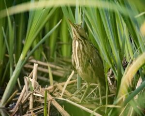 A very rare sighting of an elusive American Bittern in an early morning
this past May. Related to herons, this is the first one recorded at Hall’s
Pond since 2003 — we must be doing something right!