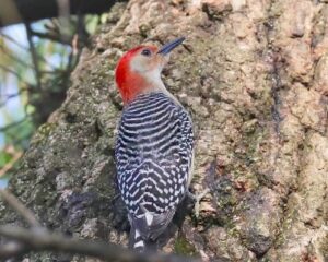 Red-bellied Woodpecker at Hall’s Pond
last May (the name Red-headed had
been taken before these got named).