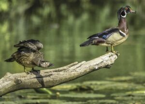 Female and male Wood Ducks at the Sanctuary this past May.