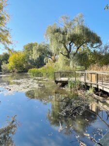 Weeping Willows hug the boardwalk and provide both bug-fest for
migrating warblers and shade for pond-perusers and warbler-watchers.