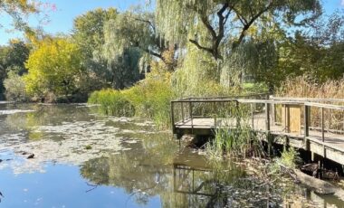 Weeping Willows hug the boardwalk and provide both bug-fest for
migrating warblers and shade for pond-perusers and warbler-watchers.