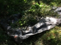 Invasives culled from Nan’s Meadow