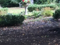 The Formal Garden as things wound up