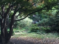 The Formal Garden as things wound up