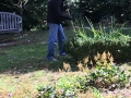Volunteers plant in the Formal Garden