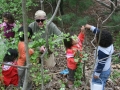 Removing Garlic Mustard Photo Credit: Bruce Wolff