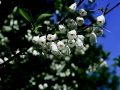 Willow Tree
