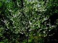 Willow Tree