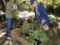 Planting in formal garden 9-24-16