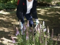 Planting in formal garden 9-24-16