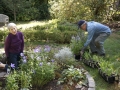 Planting in formal garden 9-24-16