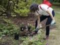 Planting in formal garden 9-24-16