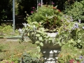 Planting in formal garden 9-24-16