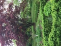 Red Maple, Photo Credit: Deborah-Raptopoulos