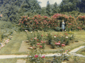 The-Formal-Garden-1950-The-Formal-Garden-was-previously-a-Rose-Garden-which-was-only-for-the-exclusive-use-of-renters-in-the-Newhall-apartments.-The Formal Garden 1950- The Formal Garden was previously a Rose Garden which was only for the exclusive use of renters in the Newhall apartments.