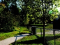 Sugar maple