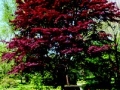 formal-Garden