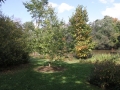 Eris' Tree October 2013  Photo Credit Bruce Wolff