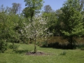 Eris' Tree Spring 2013  Photo Credit Bruce Wolff