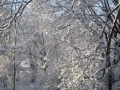 Snow on Trees Armory Woods  Photo Credit: Deb Raptopoulos