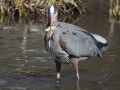 Great blue heron fish in bill