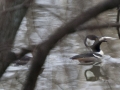 Hooded merganser, fish