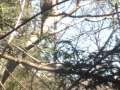 Barred Owl, April 2013 Photo Credit Betsy Shure Gross
