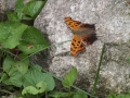 Eastern Comma, May 2012
