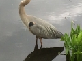 Halls Pond Blue Heron Photo Credit: Betsy Shure Gross