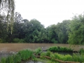 Healthy Pond and Heron, 2013 Photo Credit: Betsy Shure Gross