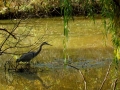 Heron Fishing