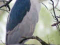 Night Heron at Hall's Pond Photo Credit: Bruce Wolff