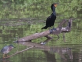 Puffed up Green Heron + Cormorant