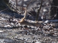 airborne chipmunk